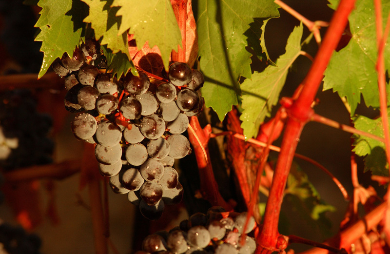Niagara Wine and Beer Fest